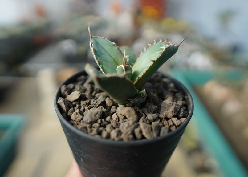 オンライン限定】アガベ チタノタ FO-76 agave titanota FO-76 N