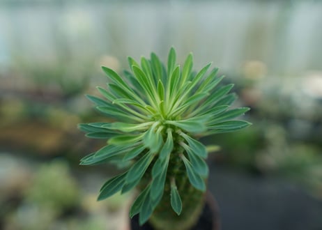 ユーフォルビア　ソテツキリン "パイナップルコーン"　Euphorbia sotetsukirin  No.10