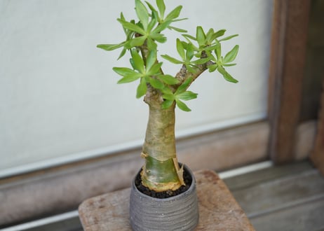 Tylecodon paniculatus