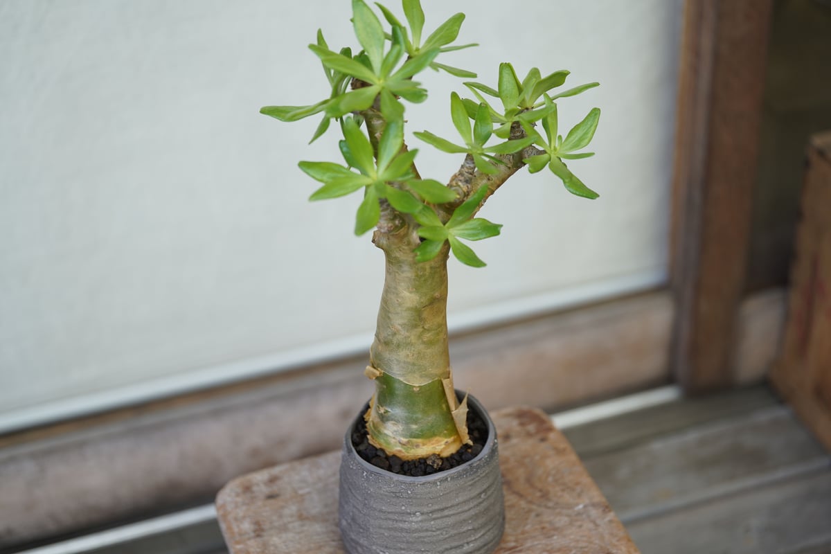 Tylecodon paniculatus | mana's farm:塊根植物・アガベ・ドラ Tylecodon paniculatus | mana's farm:塊根植物・アガベ・ドラ