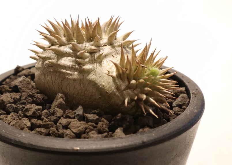 パキポディウム 恵比寿笑い 実生 | mana's farm:塊根植物・アガベ