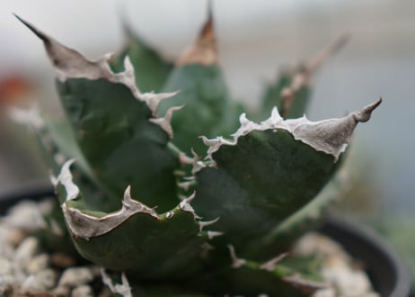 Agave White flame B 白火焔  NO.2
