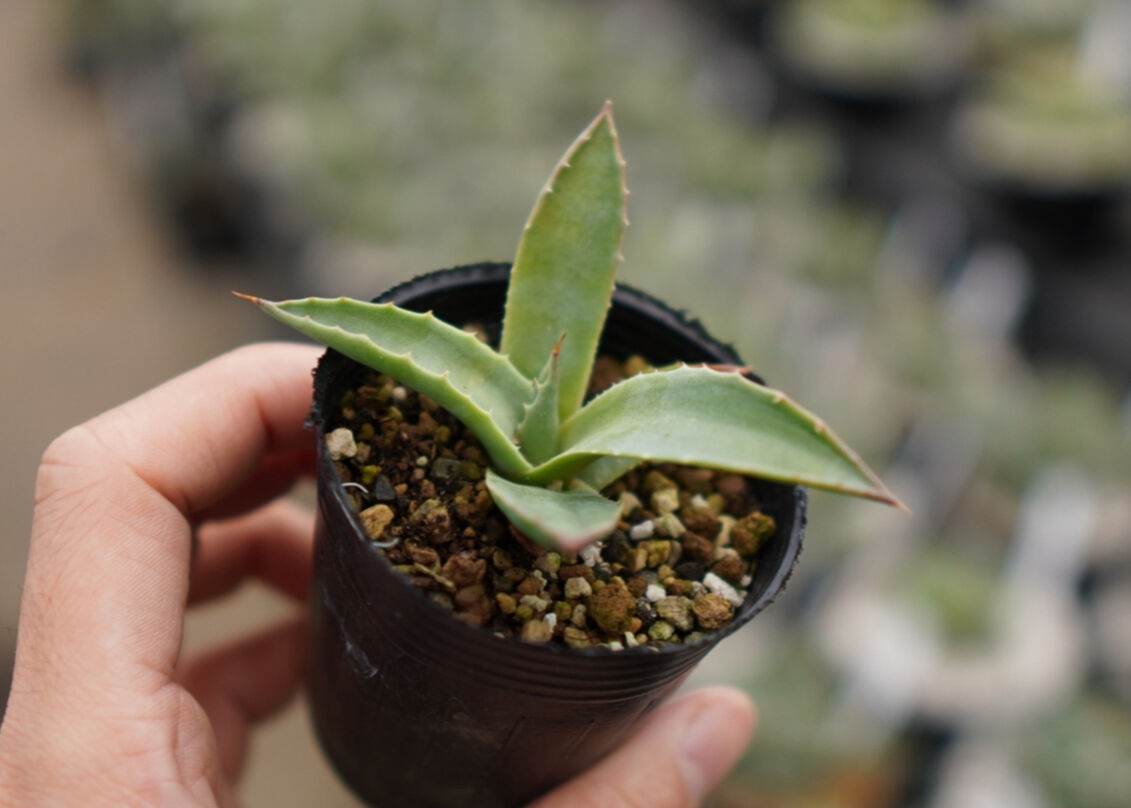 多肉植物アガベ モンタナ極上子株