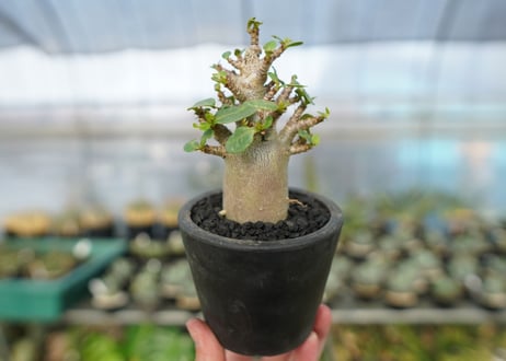 アデニウム　Adenium　No.12
