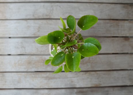 ペペロミア　Peperomia