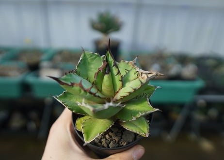 アガベ　チタノタ　黒火焰　Agave titanota Black flame No.1