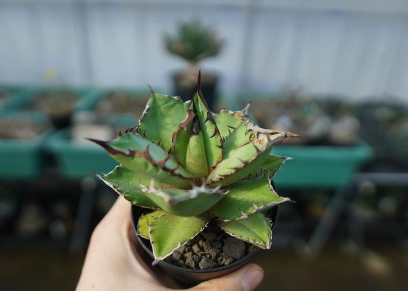 アガベ チタノタ 黒火焰 Agave titanota Black flame No.1 |