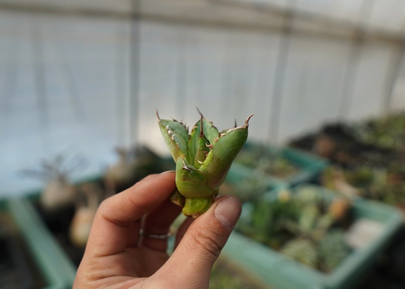 抜き苗】アガベ チタノタ 黄覆輪 Agave titanota variegata | ma