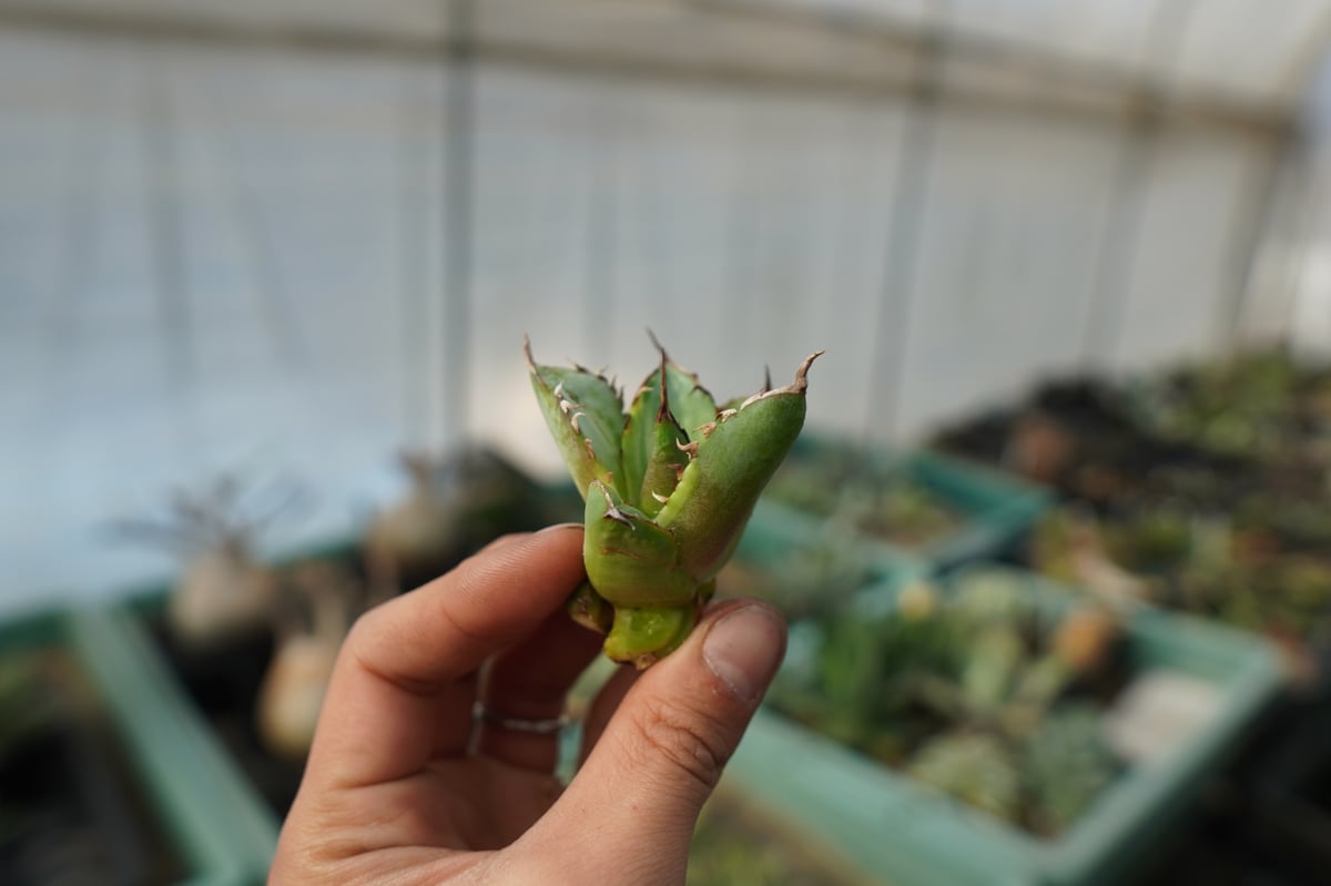 抜き苗】アガベ チタノタ 黄覆輪 Agave titanota variegata | ma