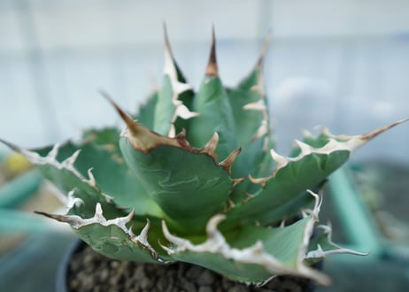 アガベ　チタノタ　FO-76　agave titanota  FO-76 No.3