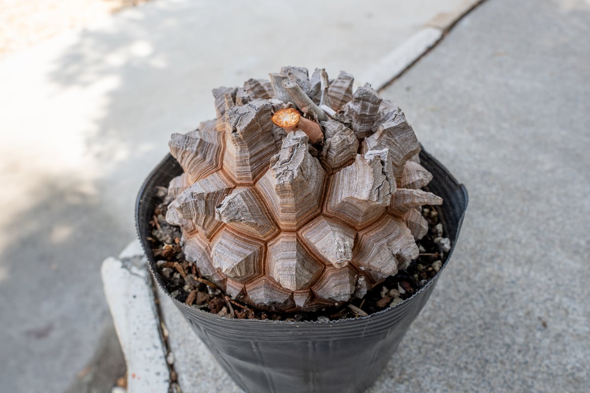 いつえまさん専用ゾウM、パキプス、亀甲竜 いつえまさん専用ゾウM