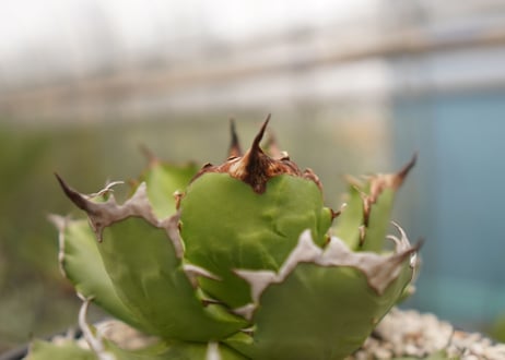 アガベ　titanota  dwarf　No.5