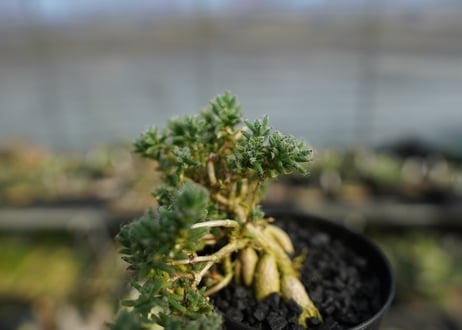 トリコディアデマ ステラツム　Trichodiadema stellatum