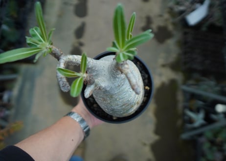 パキポディウム　グラキリス　 Pachypodium Gracilius  No.2