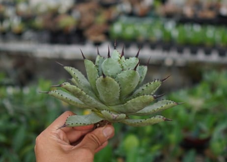 agave Potatorum×Macroacantha　”八荒雷神”　№7