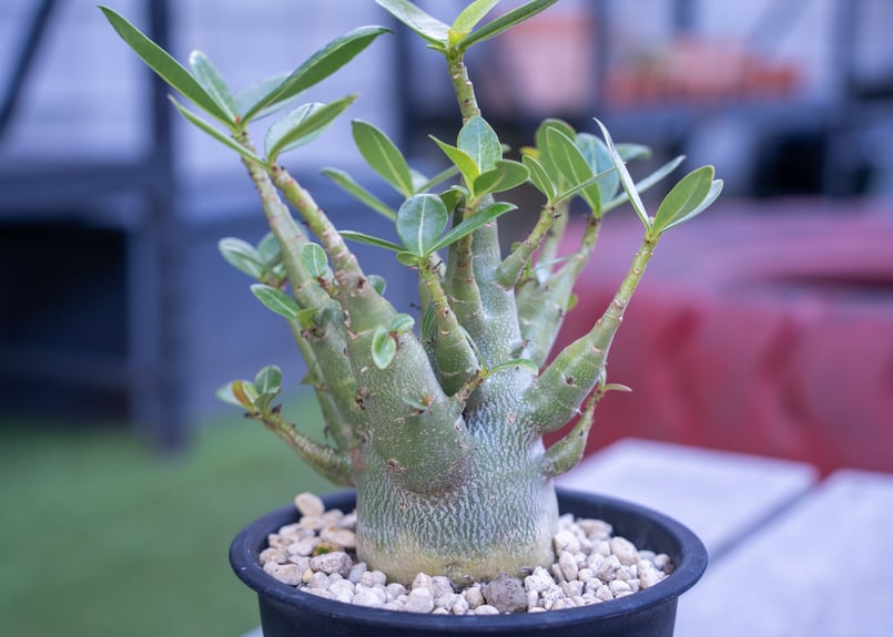 アデニウム モンスター | mana's farm:塊根植物・アガベ・ドライ