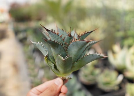 agave　oteroi　oaxaca　NO.10