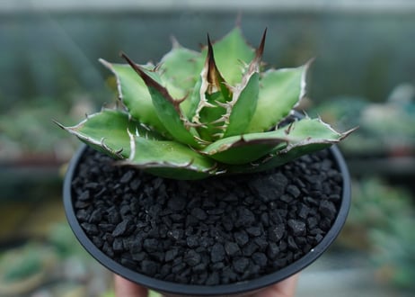 アガベ　チタノタ　Agave titanota　No.10