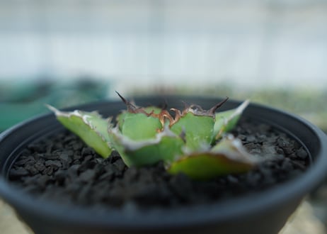 アガベ　チタノタ　黒鯨　Agave titanota black whales　No.5