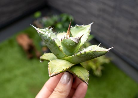 Agave Sowing seeds NO.5