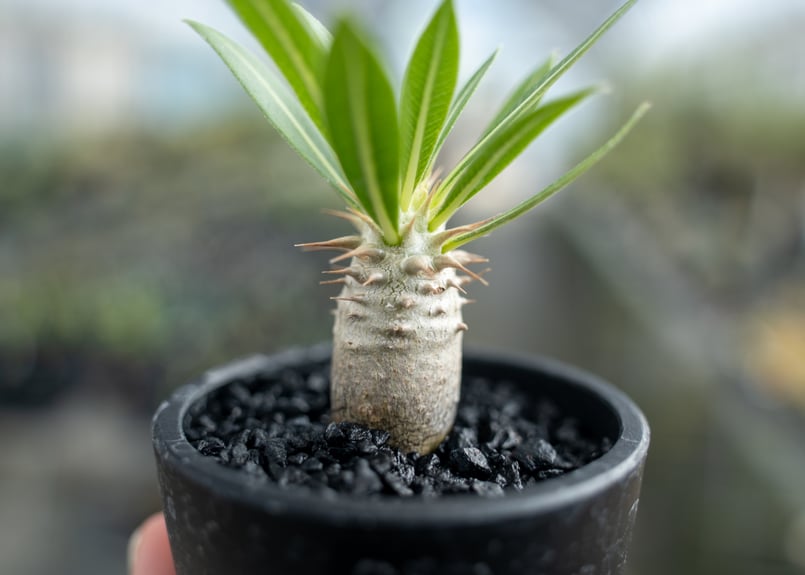 パキポディウム ロスラーツム 沖縄実生 | mana's farm:塊根植物