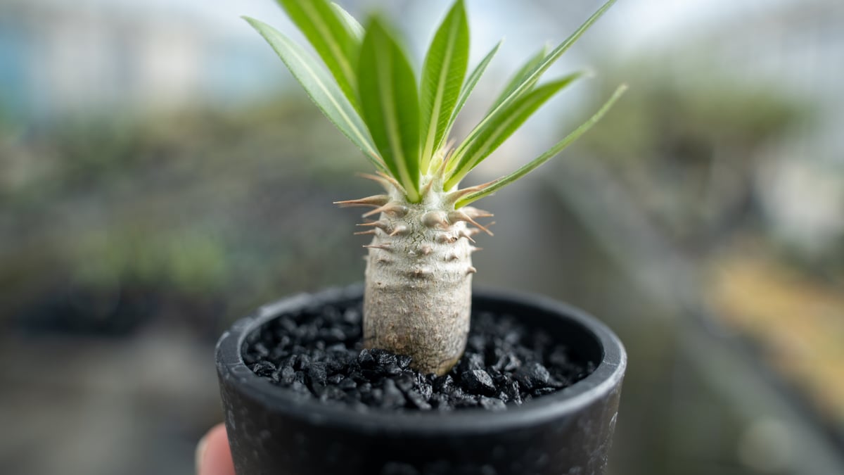 パキポディウム ロスラーツム 沖縄実生 | mana's farm:塊根植物