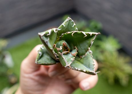 Agave titanota 白鯨嚴龍 カキコ NO.4