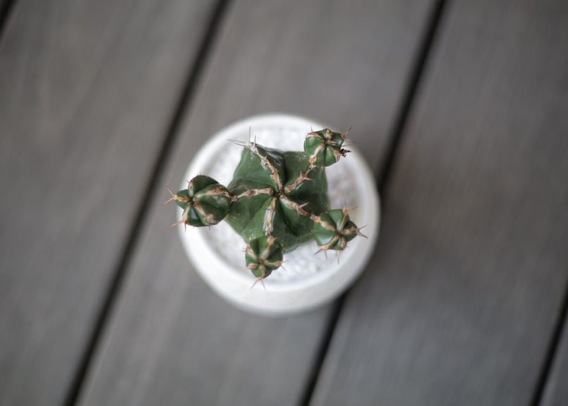 ユーフォルビア ハンディエンシス Euphorbia handiensis | mana's