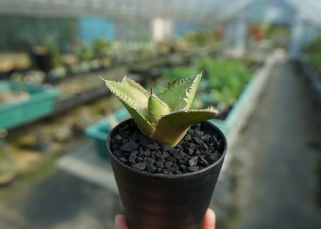 アガベ　チタノタ　FO-76　Agave titanota  FO-76　No.4