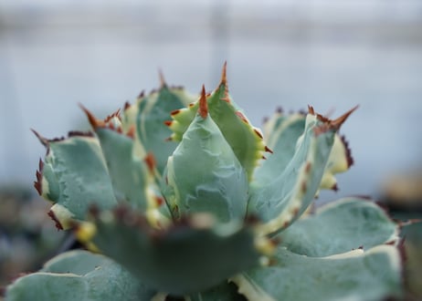 アガベ　兜蟹錦　連棘　Agave isthmensis “Kabutogani” variegata