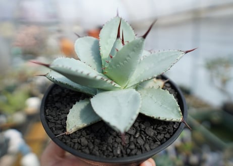 アガベ　ドラゴントゥース　Agave Dagontoes　No.2