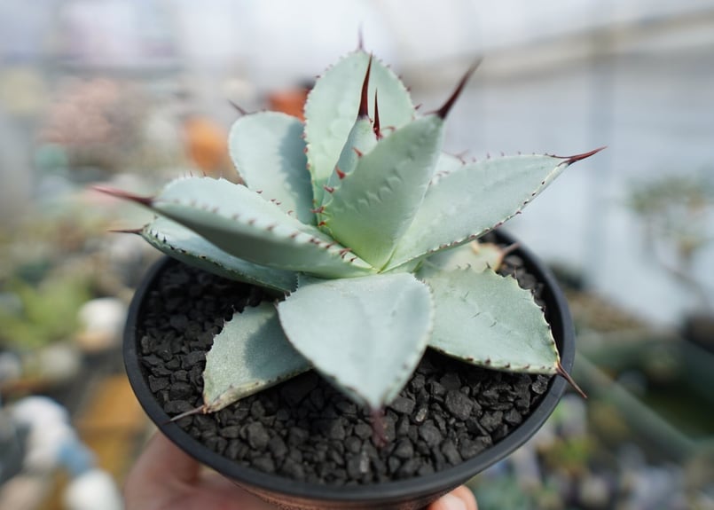 アガベ ドラゴントゥース Agave Dagontoes No.2 | mana's farm