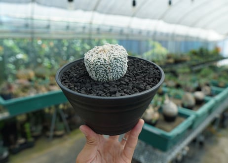 アストロフィツム　スーパー兜　Astrophytum asterias 'Superkabuto'