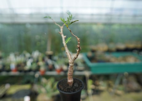 センナ　メリディオナリス　Senna meridionalis
