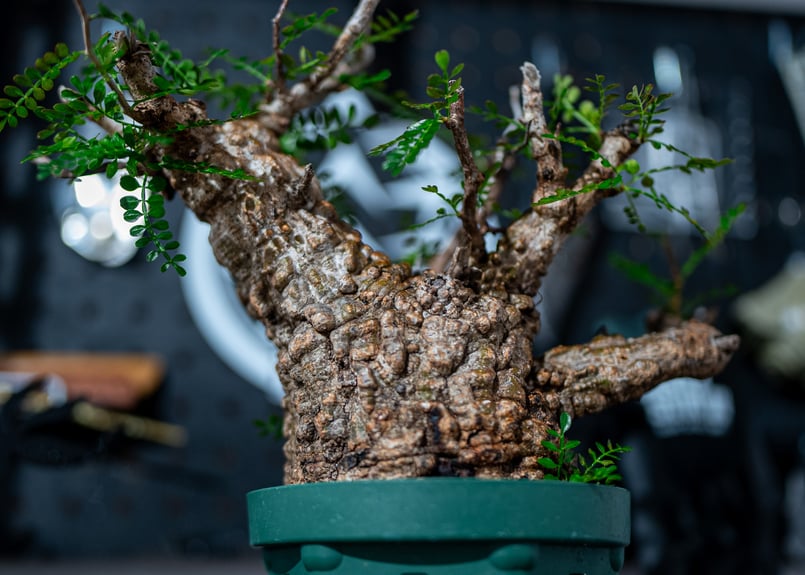 オペルクリカリアパキプスOperculicarya pachypus Operculicarya Pachypus オペルクリカリア・パキプス – Caudex