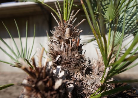 チャメロプス　セリフェラ 　Chamaerops humilis var. Cerifera　NO.1