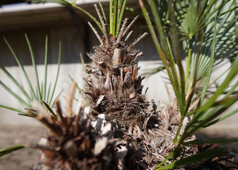 チャメロプス セリフェラ Chamaerops humilis var. Cerifera