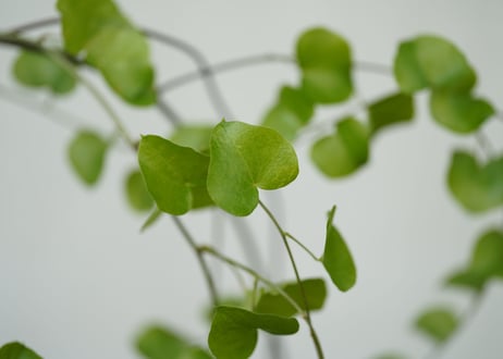 Dioscorea elephantipes