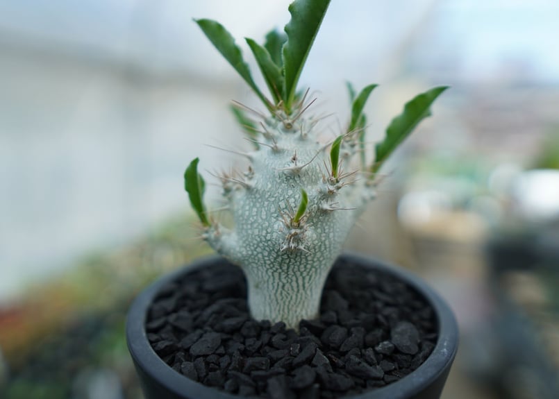 パキポディウム サンデルシー Pachypodeium saundersii No.5 |