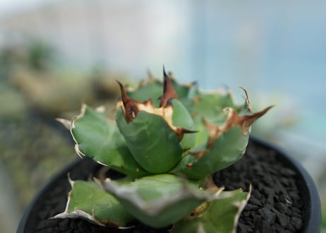 アガベ　チタノタ　姫厳龍　Agave titanota dwarf