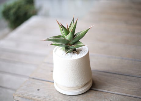 サンスベリア ピンクイキュラ 　Sansevieria pinguicula