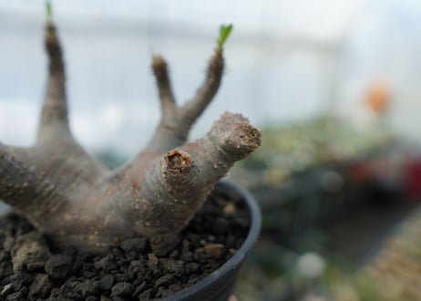 パキポディウム マカイエンセ　Pachypodium makayense　No.1