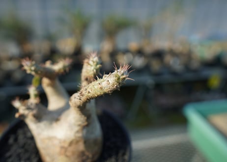 パキポディウム マカイエンセ　Pachypodium makayense　No.3