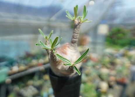 パキポディウム　グラキリス　Pachypodium gracilius　No.1