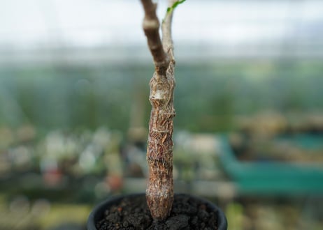 センナ　メリディオナリス　Senna meridionalis