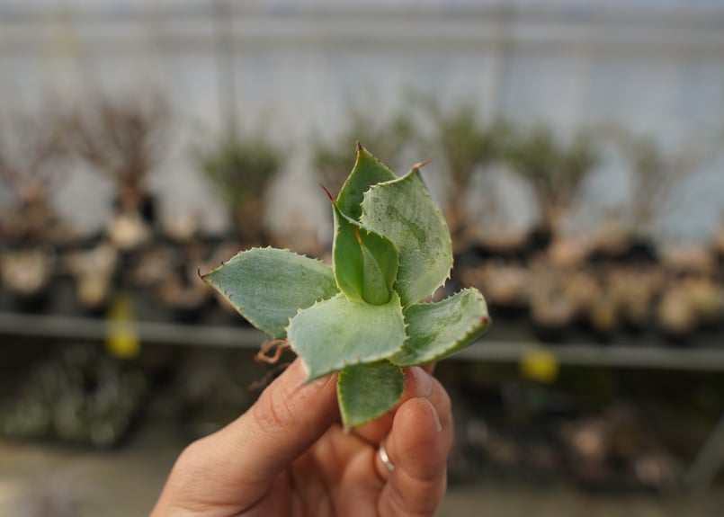 アガベ ポタトラム トレードウィンズ Agave potatorum Tradewinds N