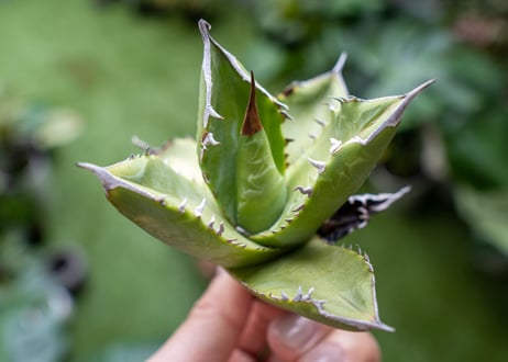 Agave Sowing seeds A NO.1