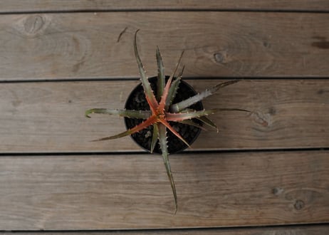 ディッキア　アンダマン　Dyckia andaman
