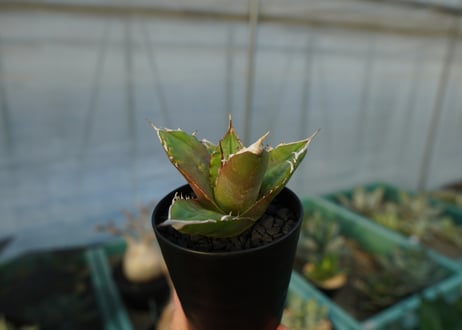 アガベ　チタノタ 　Agave titanota　No.5