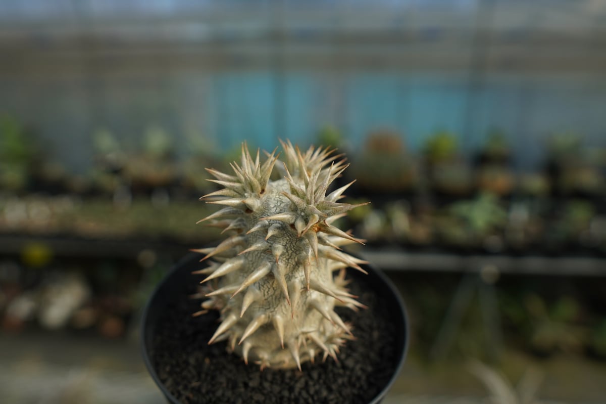 パキポディウム 恵比寿大黒 Pachypodium Densicaule | mana's f